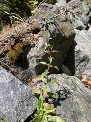 Epilobium lanceolatum