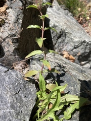 Epilobium lanceolatum