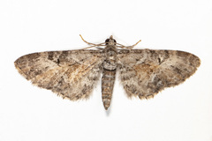 Eupithecia anticaria