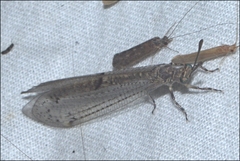 Bandidus