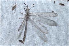 Bandidus