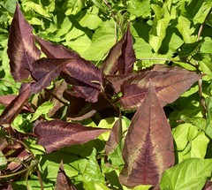 Persicaria microcephala