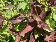 Persicaria microcephala