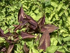 Persicaria microcephala