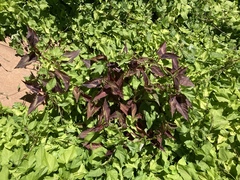 Persicaria microcephala