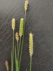 Setaria pumila