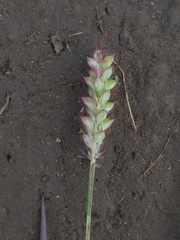 Setaria pumila