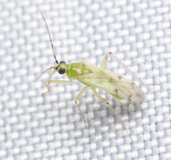 Nesidiocoris tenuis