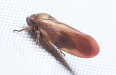 Eoscarta assimilis
