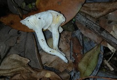 Hygrophorus nothofagi