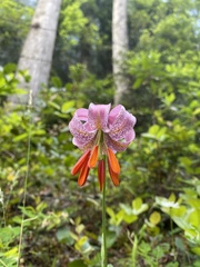 Lilium kelloggii