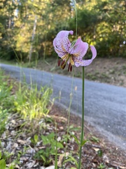Lilium kelloggii