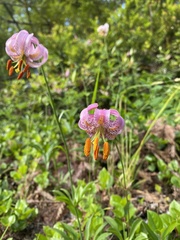 Lilium kelloggii