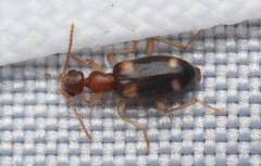 Stricticomus tobias