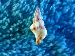 Microcolus