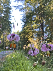 Lilium kelloggii