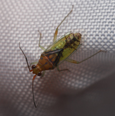 Hyalopeplinus malayensis