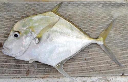 Alexandria Pompano