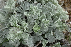 Jacobaea leucophylla