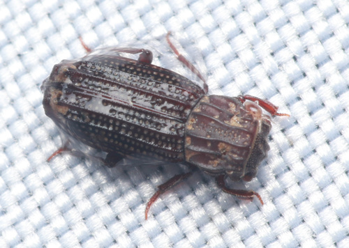 Rhyparus observed 2021-06-27