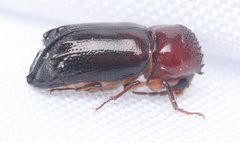 Xylothrips flavipes
