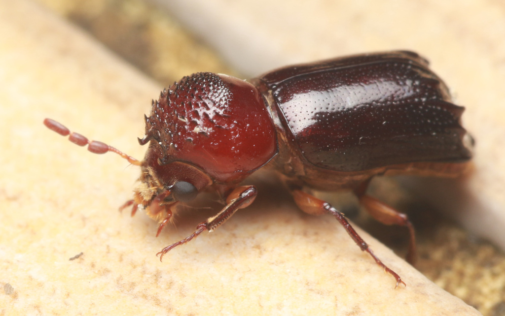 Xylothrips flavipes