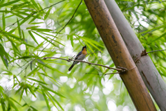 Cyornis sumatrensis