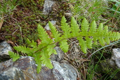 Dryopteris oreades