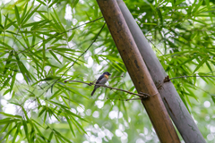 Cyornis sumatrensis