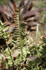 Blechnum parrisiae