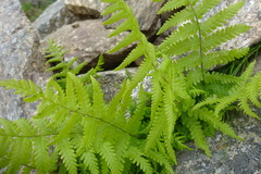 Dryopteris oreades