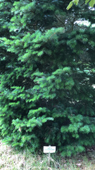 Abies sachalinensis