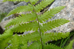 Dryopteris oreades