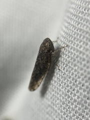 Paraphlepsius irroratus