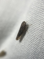 Paraphlepsius irroratus