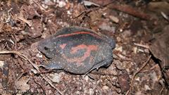 Rhinophrynus dorsalis
