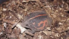 Rhinophrynus dorsalis