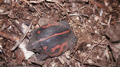 Rhinophrynus dorsalis