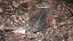 Rhinophrynus dorsalis