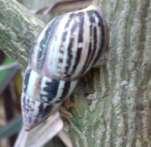 Peltellinae image