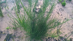Anginon difforme