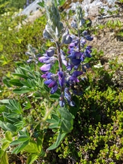 Lupinus nootkatensis