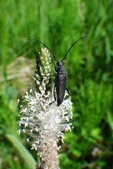 Trachysida mutabilis