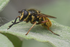 Sphecomyia pattonii