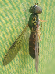 Sargus decorus