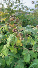 Rubus idaeus