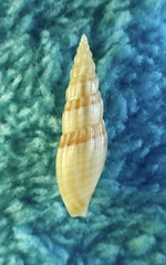 Conoidea
