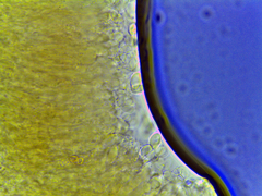 Hygrophorus nothofagi