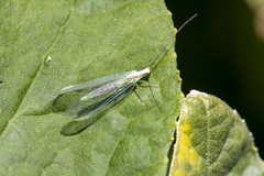 Chrysopa coloradensis