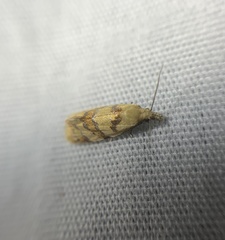 Phtheochroa vitellinana